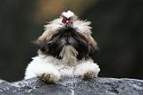 SHIH TZU 158